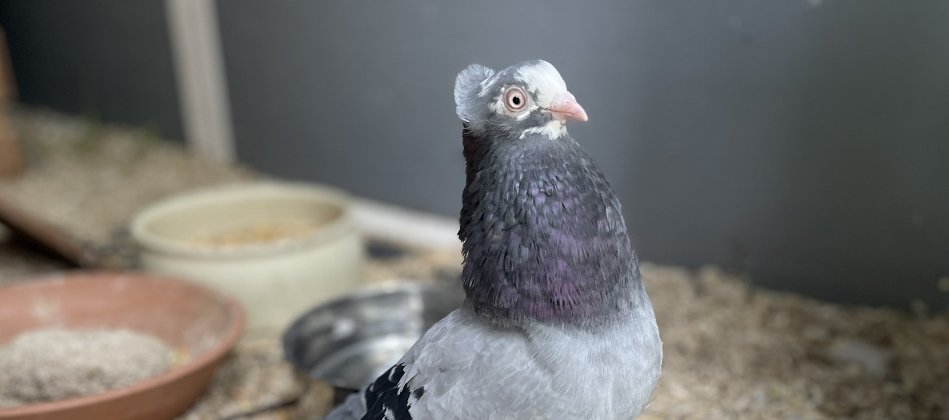 Handicap-Voliere für Tauben