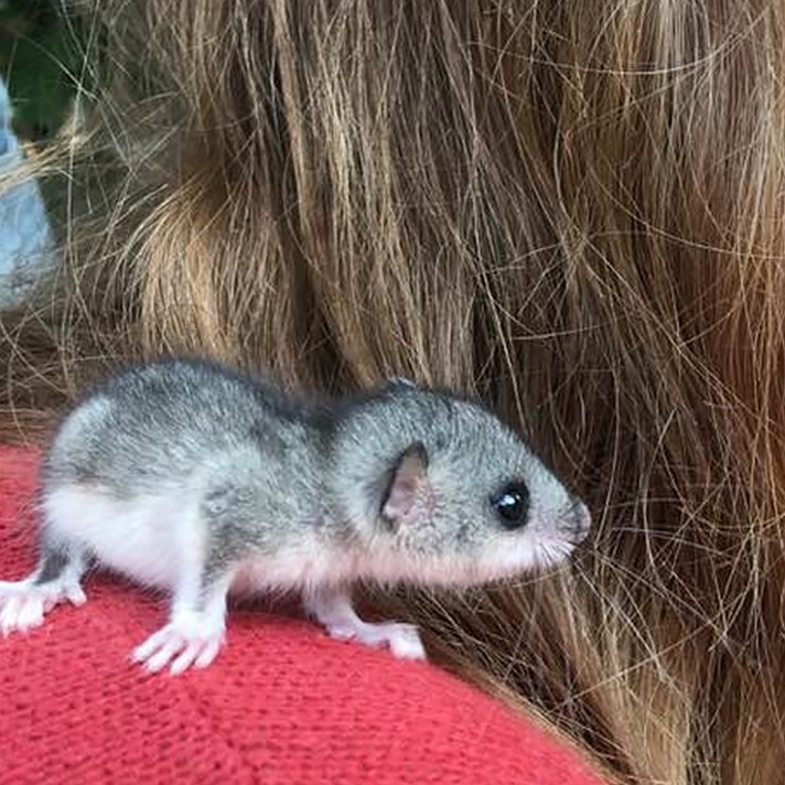 Der kleine GlisGlis Lebenshof TierMensch