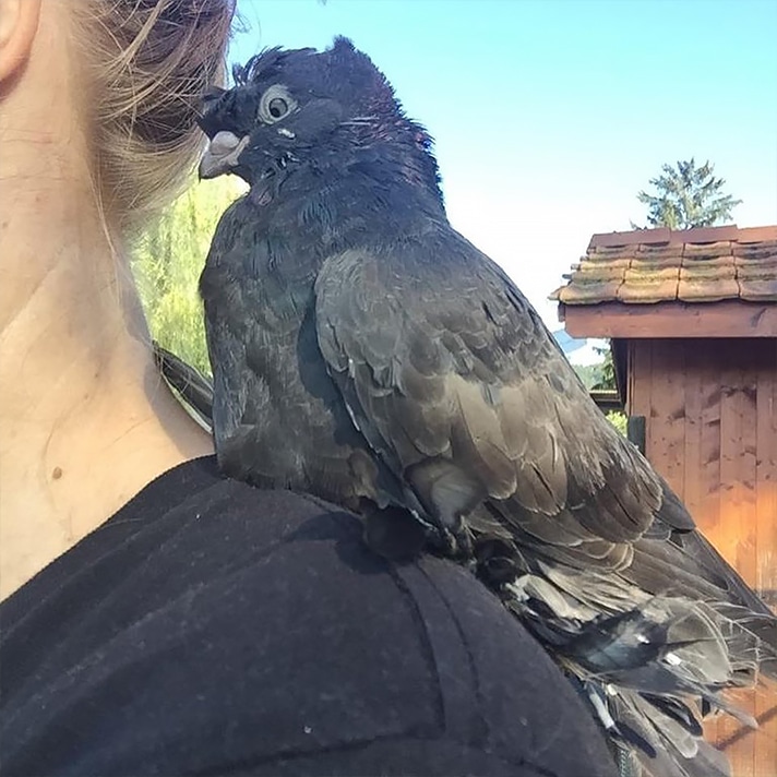 Taube Chenoa Lebenshof TierMensch