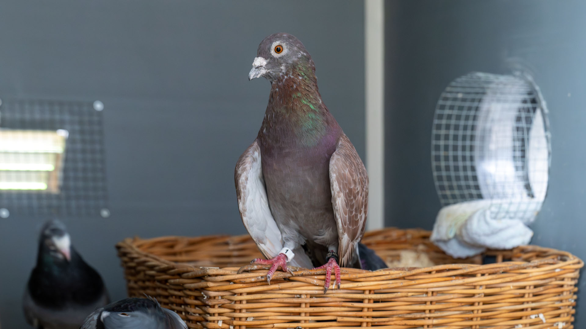 Handicap-Voliere für Tauben