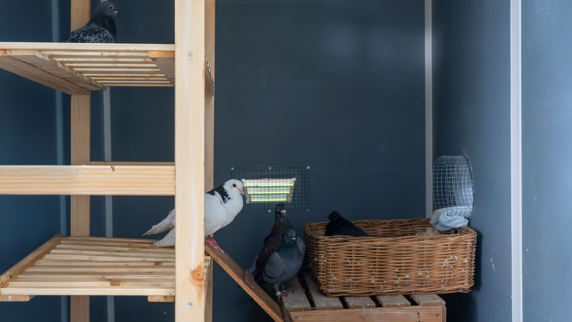 Handicap-Voliere für Tauben