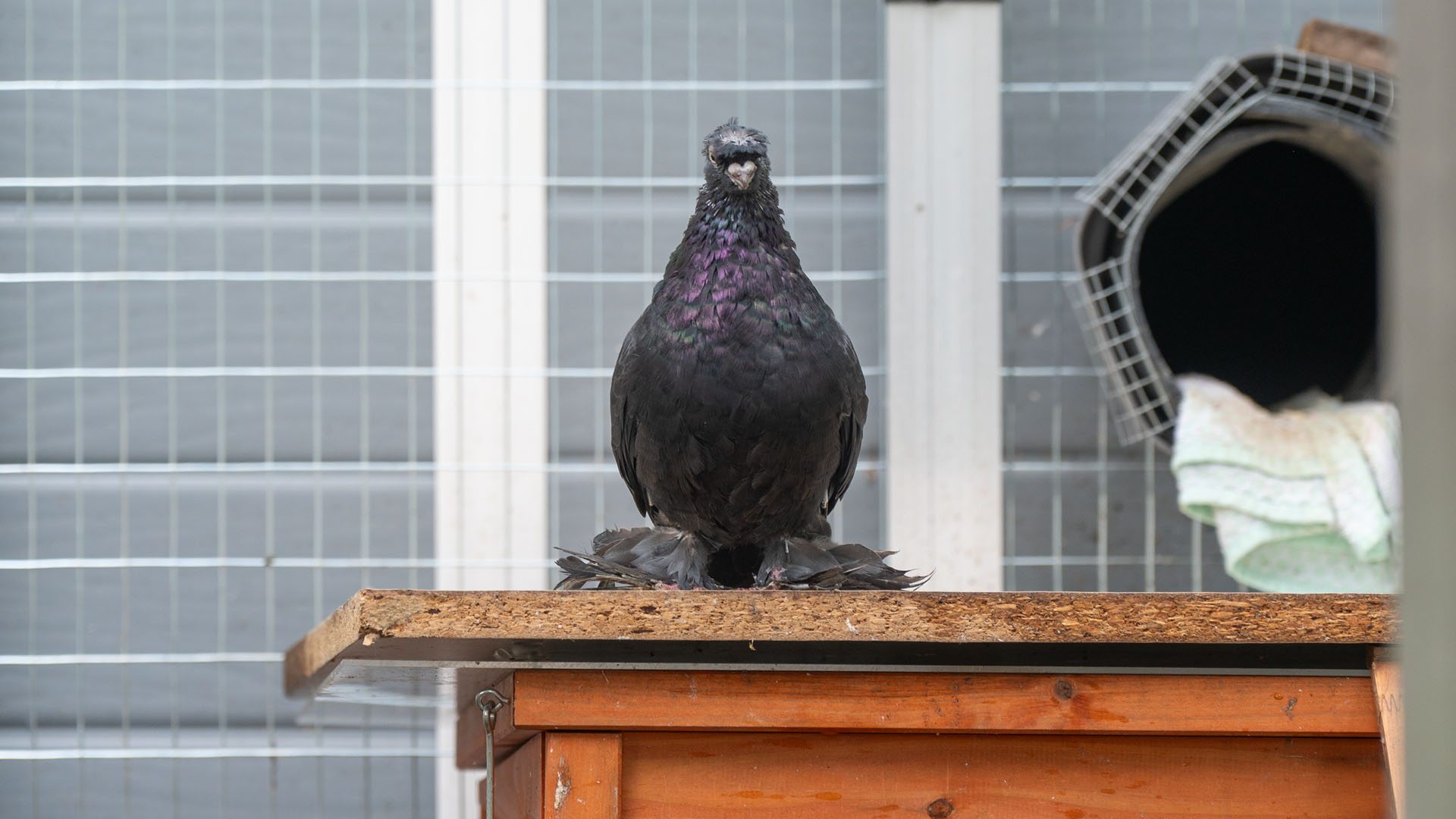 Handicap-Voliere für Tauben