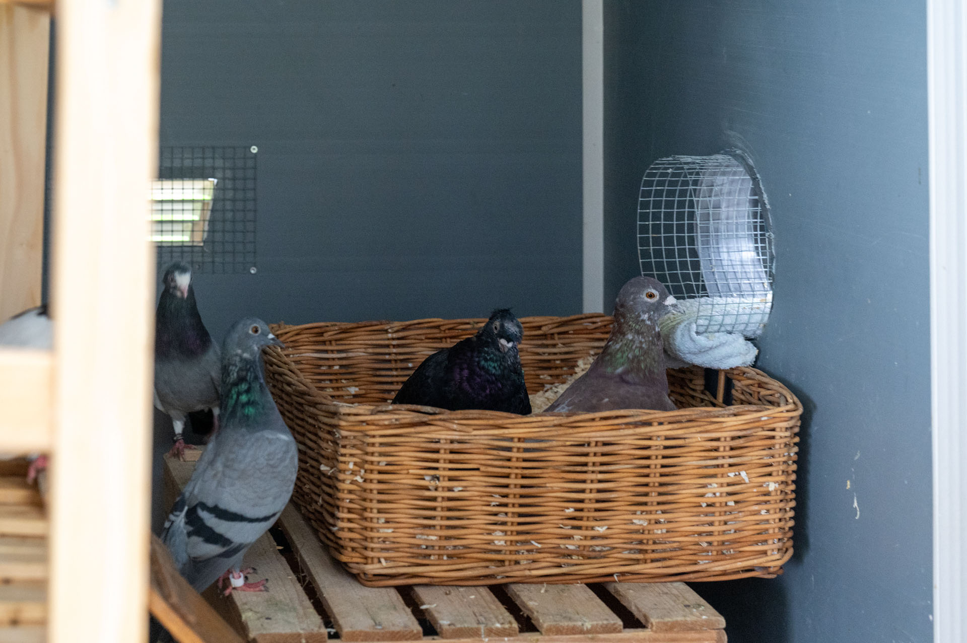 Handicap-Voliere für Tauben