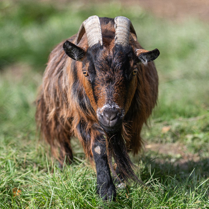 Merlin